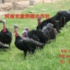 河南火鸡养殖场，火鸡养殖基地，河南火鸡苗批发