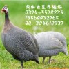 贵州珍珠鸡养殖场，贵州最大的珍珠鸡苗供应商