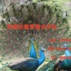 江西孔雀养殖场，江西最大的孔雀苗供应商