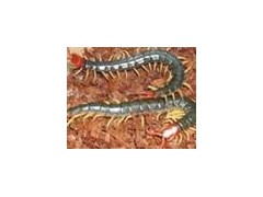 上海蜈蚣免费供种,联合养殖021-63171267