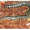 上海蜈蚣免费供种,联合养殖021-63171267