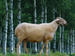 供小尾寒羊高效益养殖技术/山东肉羊养殖/诚信服务