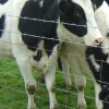 供应牧牛用围网护栏网隔离栅的厂家