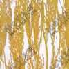 稻穗透光板,美溢G-0939-B黄色水稻植物板