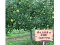 供应苹果树，直径3、4、5公分苹果树6至10公分苹果树