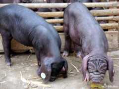 博远养殖低价销售苏太母猪