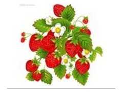 供应   草莓提取物  西安艾沃生物科技有限公司