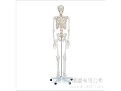 人体骨骼模型180cm骨骼模型