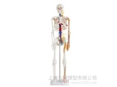 85cm人体骨骼带心脏与血管模型
