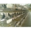 鸽子笼|兔子笼|鸡笼  安平县泽良笼具厂