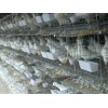 鸽子笼 肉鸽笼 新式鸽笼 广式鸽笼-安平县泽良笼子厂