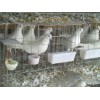 哪里生产鸽笼|批发鸽子笼 -安平县泽良笼具厂