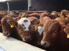 云南曲靖肉牛养殖场 曲靖肉牛养殖基地 曲靖波尔山羊养殖场