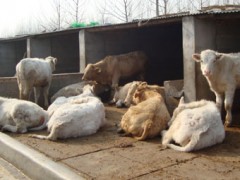 陕西铜川肉牛养殖场 铜川肉牛养殖基地 铜川波尔山羊养殖场