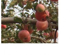 寒富苹果苗 烟台苹果苗 123苹果苗 早熟苹果苗