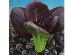 紫油菜种子新优特菜