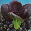 紫油菜种子新优特菜