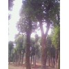 贵州需求的香樟树，陕西安徽求购的香樟树，福建江西陇海香樟树