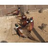 浙江山鸡苗生产－浙江山鸡苗的运输方式－浙江养殖山鸡