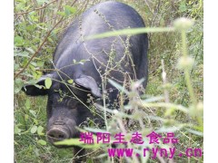 郑州土猪肉供应，瑞阳高山会战斗的跑山猪