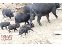 西藏林芝藏香猪猪肉批发