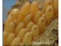 青青特种养殖有限公司常年供应优质蝗虫卵、蚂蚱卵