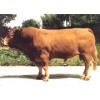 最新供应肉牛犊肉牛价格金麟牧业养殖