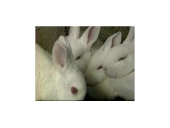 獭兔场獭兔价格种兔纯正獭兔价格山东獭兔养殖网