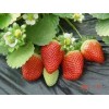 草莓苗、山东草莓苗价格、草莓苗产品的信息资料