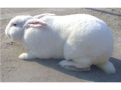 山东嘉村獭兔肉兔养殖场 獭兔价格 肉兔价格