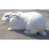 山东嘉村獭兔肉兔养殖场 獭兔价格 肉兔价格