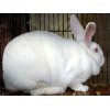 獭兔养殖技术 獭兔场 獭兔价格 獭兔行情