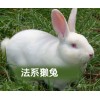 獭兔养殖场 獭兔价格 獭兔
