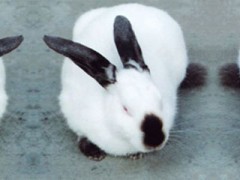 肉兔品种肉兔价格种兔价格肉兔种兔养殖场