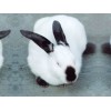 獭兔价格种兔价格獭兔养殖场