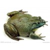 美国牛蛙养殖成财富宝藏 美蛙销售价格