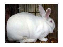 种兔价格肉兔价格 獭兔养殖场 獭兔肉兔场