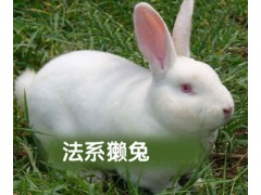 2013年2月最新獭兔肉兔价格 獭兔种兔场