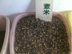 薏米种子、瓜蒌种子、柴胡种子、黄芪种子