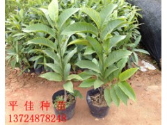 白玉兰种苗白玉兰营养苗白玉兰种子大量供应量大从优图1