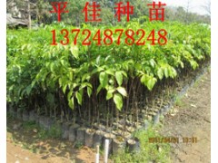 广伞枫种苗批发商大量批发供应优质广伞枫种苗广伞枫营养苗广伞枫图1