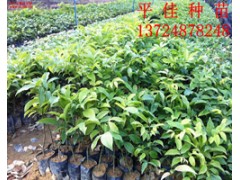 海南红豆种苗供应商常年供应种苗海南红豆营养苗海南红豆种子图1