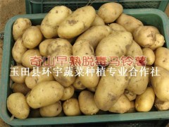 马铃薯 大量供应 唐山马铃薯 玉田县马铃薯