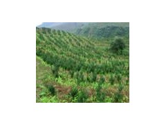 自贡ML-曼地亚红豆杉的浇水时间规律