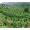 自贡ML-曼地亚红豆杉的浇水时间规律