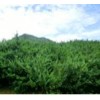 雅安ML-植物熊猫—曼地亚红豆杉具有的哪些价值