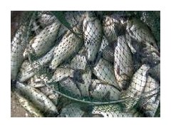 旺青有机鱼肥生产厂家 苏州螃蟹养殖有机鱼肥生物鱼肥价格