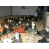 火鸡养殖 黑龙江火鸡养殖  黑龙江哈尔滨火鸡养殖
