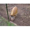 淮安养鸡养鸭用的养殖专用护栏网，隔离栅，隔离网