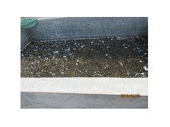 威海LSHH-泥鳅苗|泥鳅苗孵化